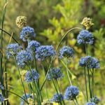 Blauer Zierlauch