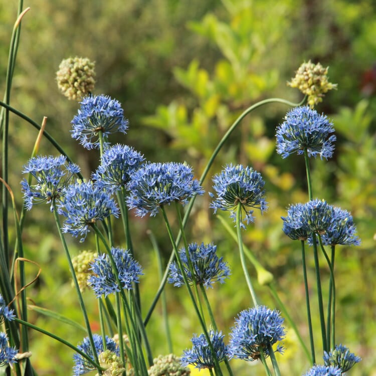 Blauer Zierlauch