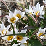 Kretische Tulpe ’Chania‘