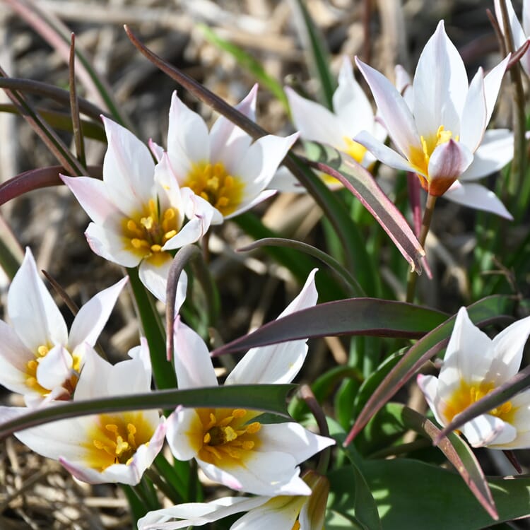 Kretische Tulpe ’Chania‘