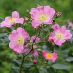 Bienenrose Japanische Wildrose