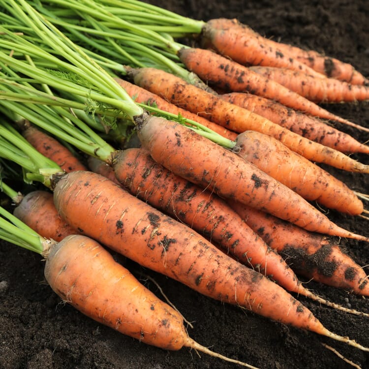 Saatgutset im Holzkästchen, Wintergemüse