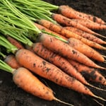 Zaadset in een houten doosje Wintergroenten