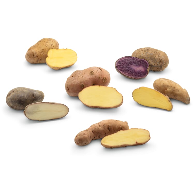 Pommes de terre rares variétés traditionnelles 2026