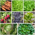 Set de semences dans une boîte en bois Légumes d'hiver