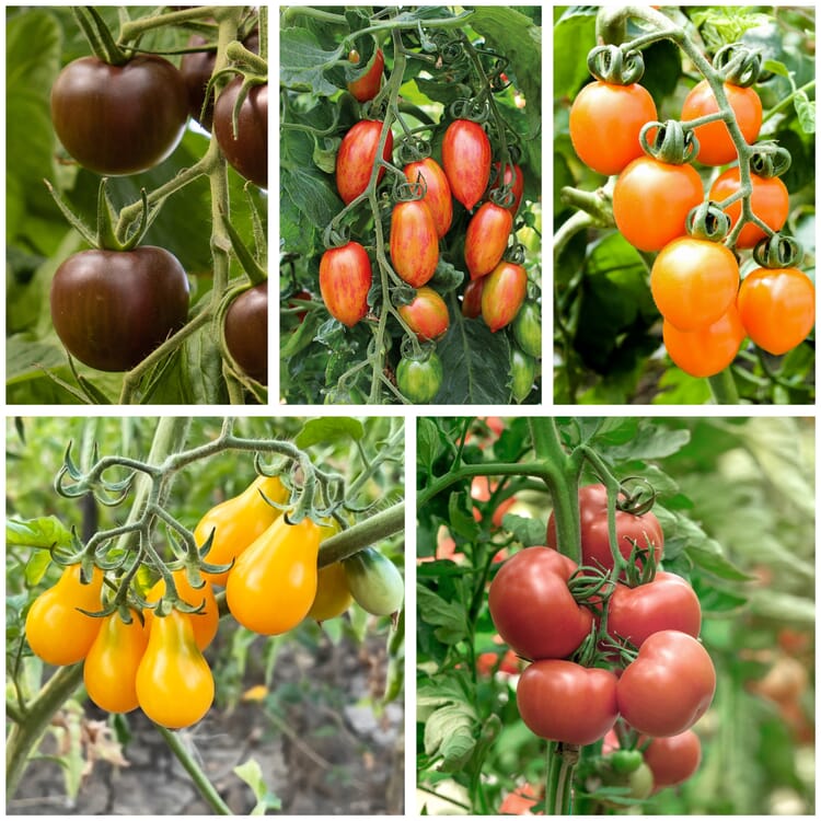 Tomatenjungpflanzen, Set 1