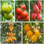 Tomatenjungpflanzen Set 2