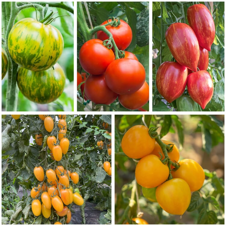 Tomatenjungpflanzen, Set 2