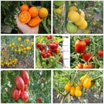 Tomato seeds Proven agricultural and domestic varieties