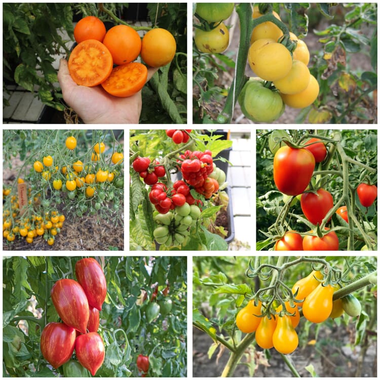 Tomato seeds Proven agricultural and domestic varieties
