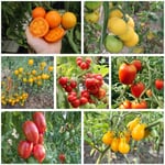 Sementi di pomodoro Varietà agricole e domestiche comprovate