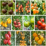 (A)Tomatenjungpflanzen 10 Sorten