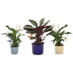 Blumenstecker Glas Vogel