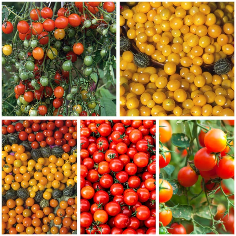 Gemüsesamen Wildtomaten