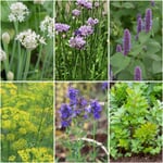 Semi di fiori Tè ed erbe culinarie perenni