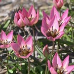 Tulipano selvatico ‘Garden of Clusius’