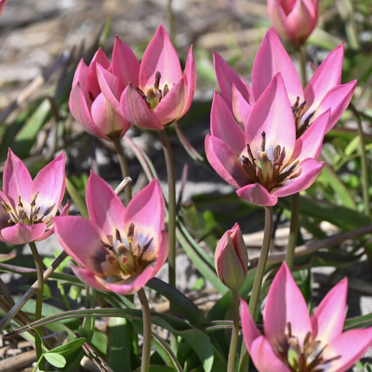 Wilde tulp ’Garden of Clusius‘