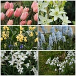 Fiori da bulbo profumati