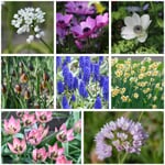 Fiori a bulbo per mazzi di fiori