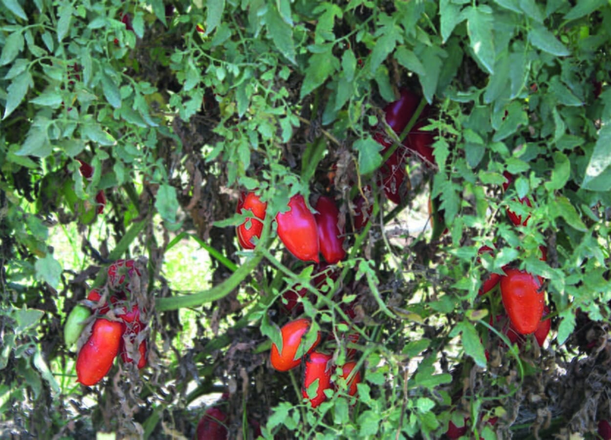 G. Napoletano. San-Marzano-Tomaten