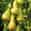 Saphira zuilvormige peer