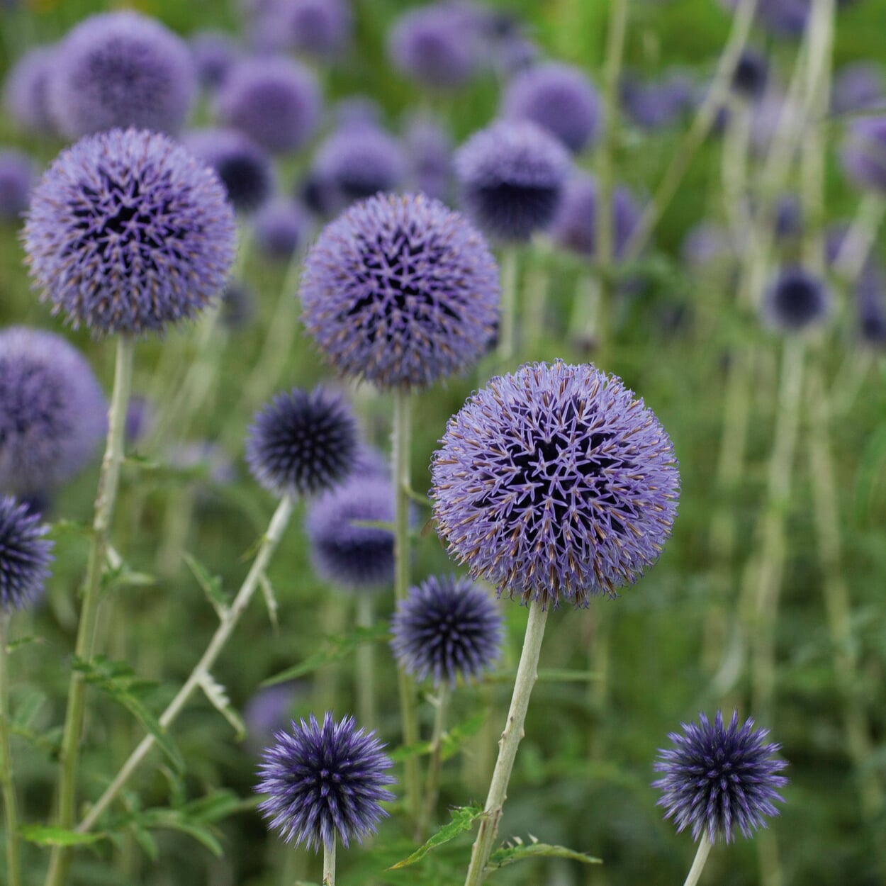 Ball thistle