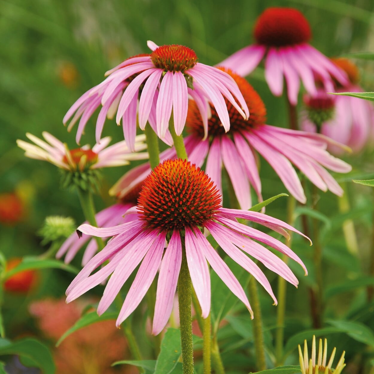 Roter Sonnenhut ’Magnus Superior‘