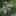 Tausendgüldenkraut (Centaurium erythraea)