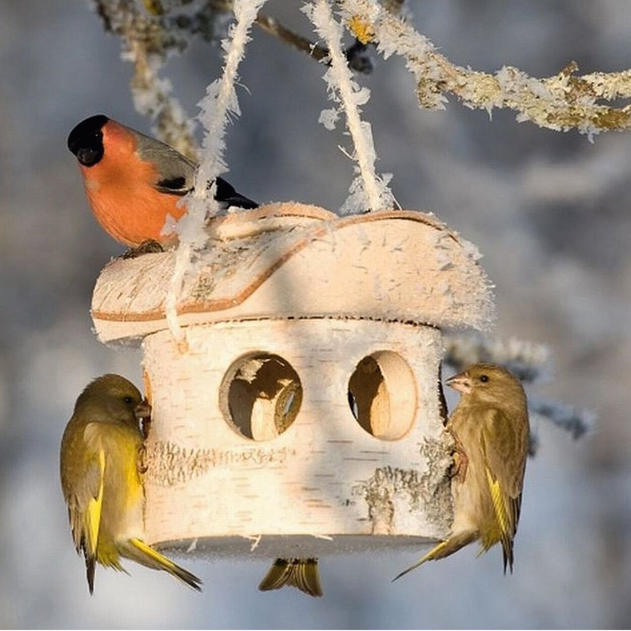 Birch wood bird feeder
