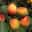 Geneeskrachtige plant abrikoos