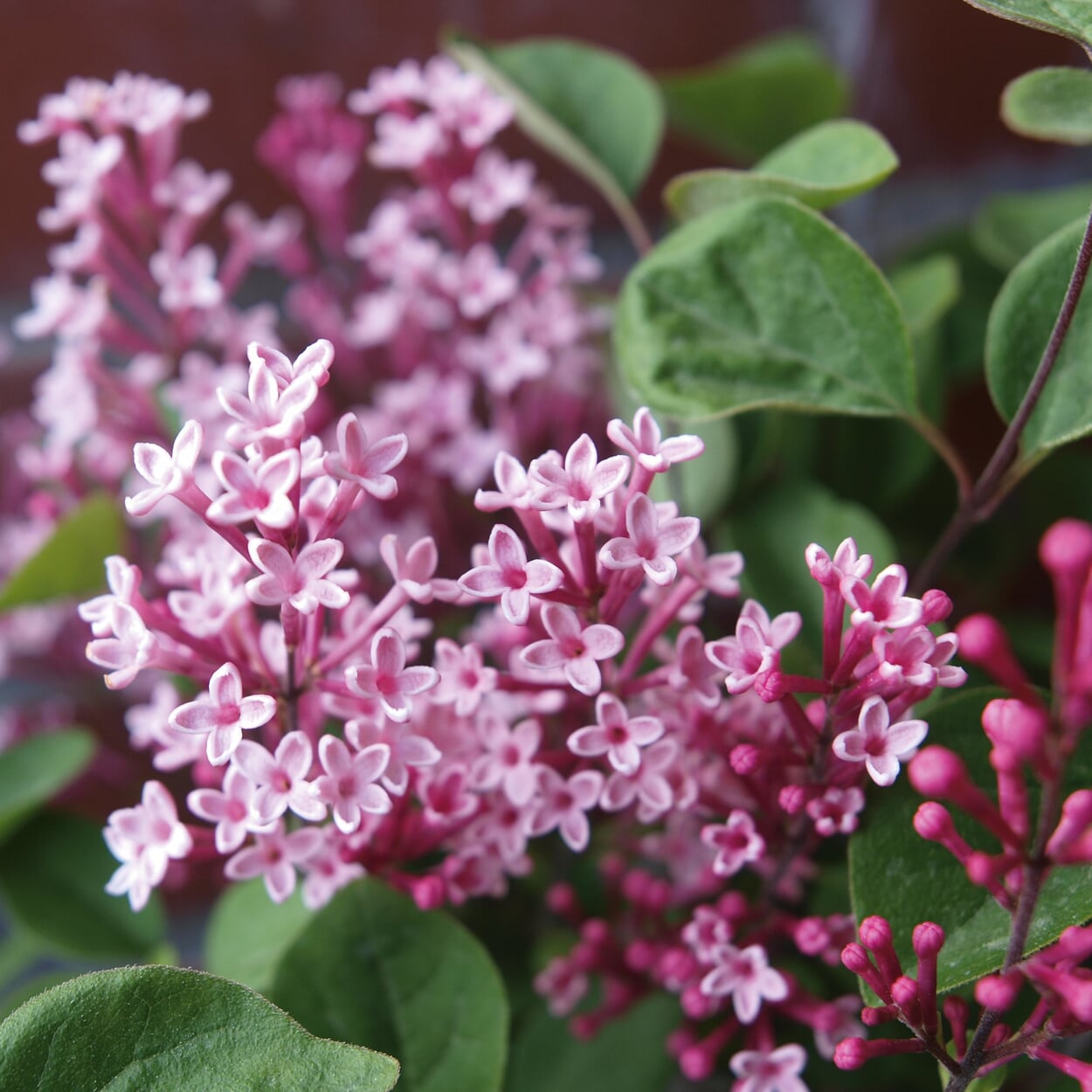 Scented Lilac Tinkerbelle