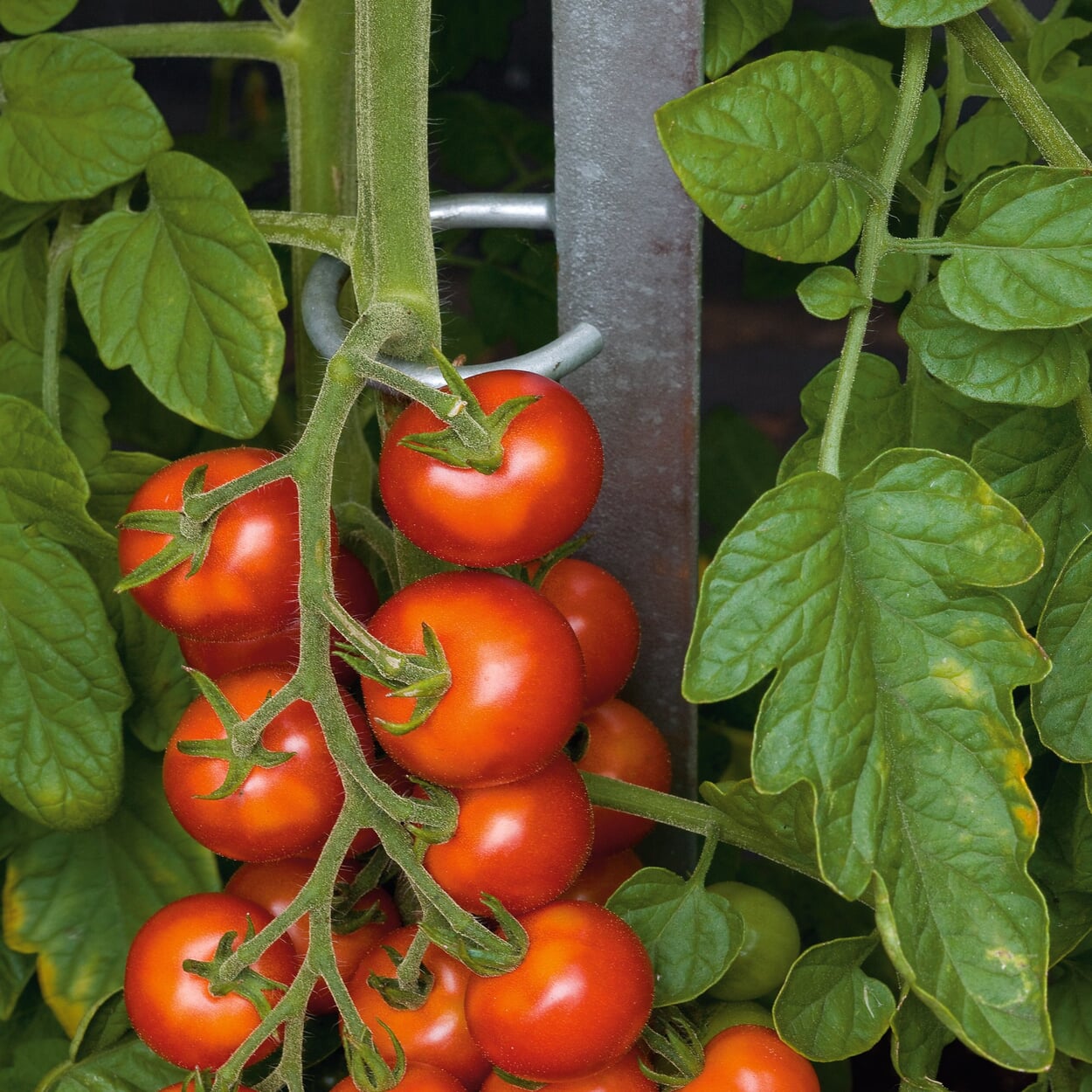 Plant Supports for Tomatoes