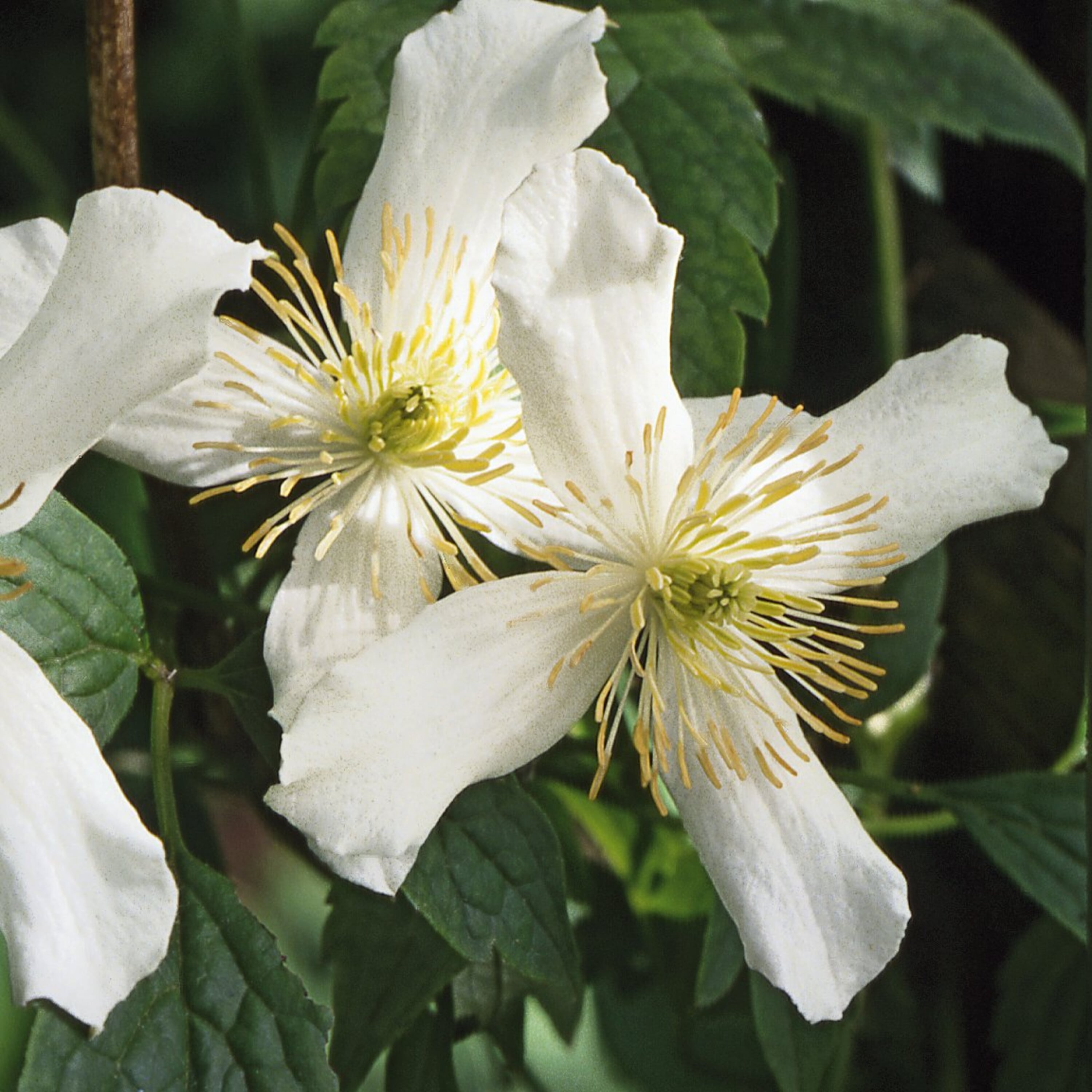 Flowering ornamental shrubs. 12 tips on selection, location and care ...