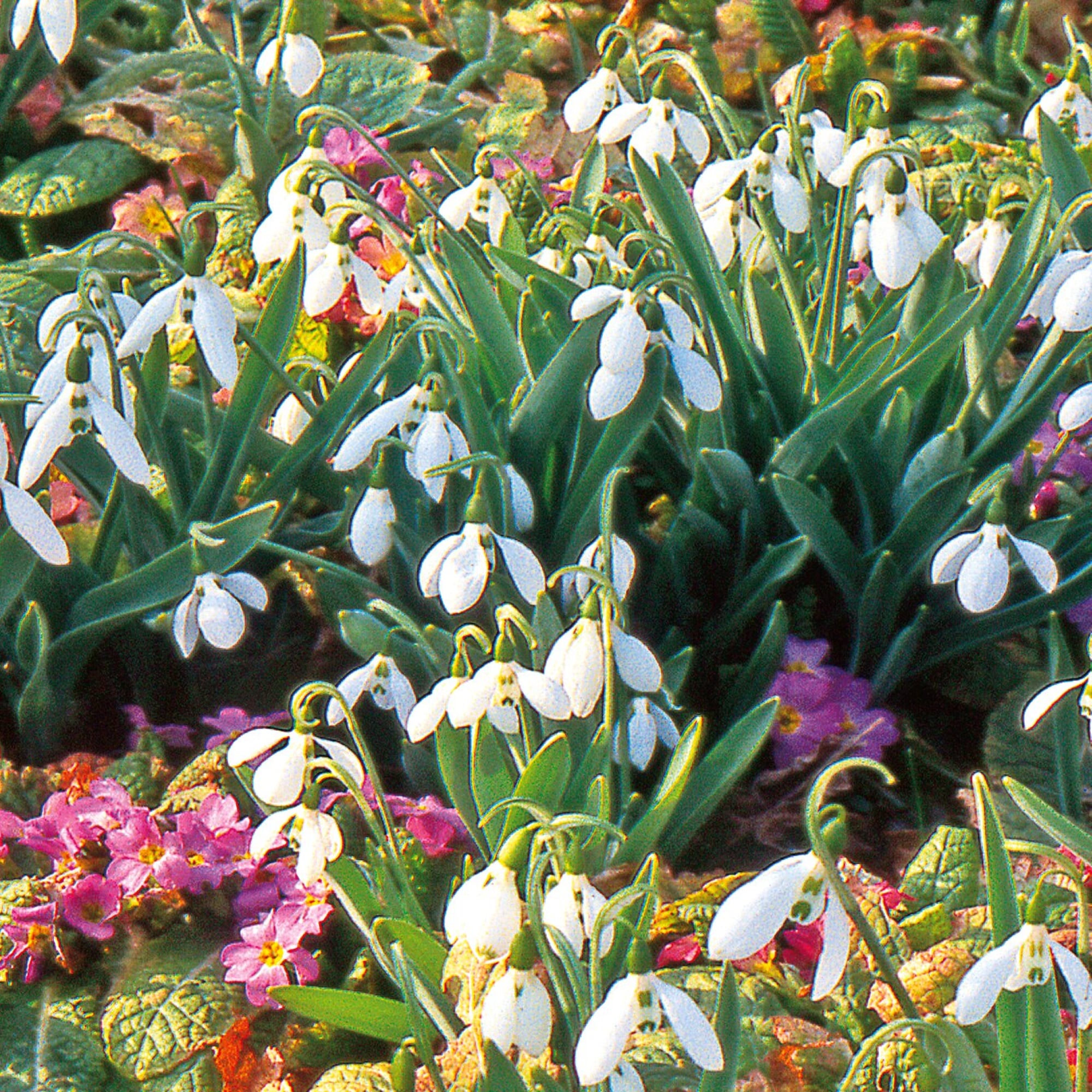 Gartenarbeit im März | Manufactum Gartenjahr