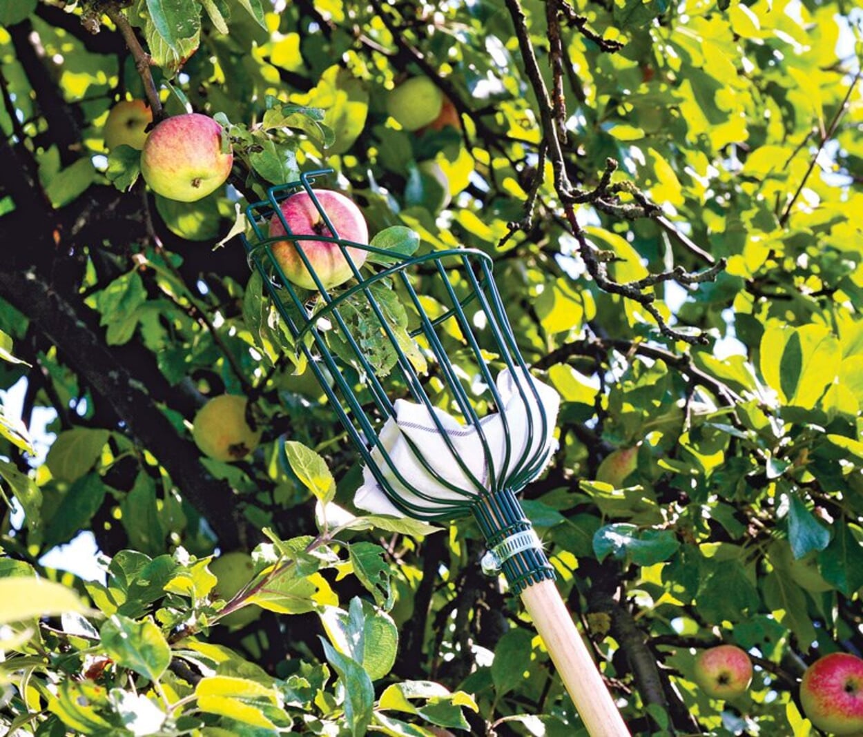 Harvest apples