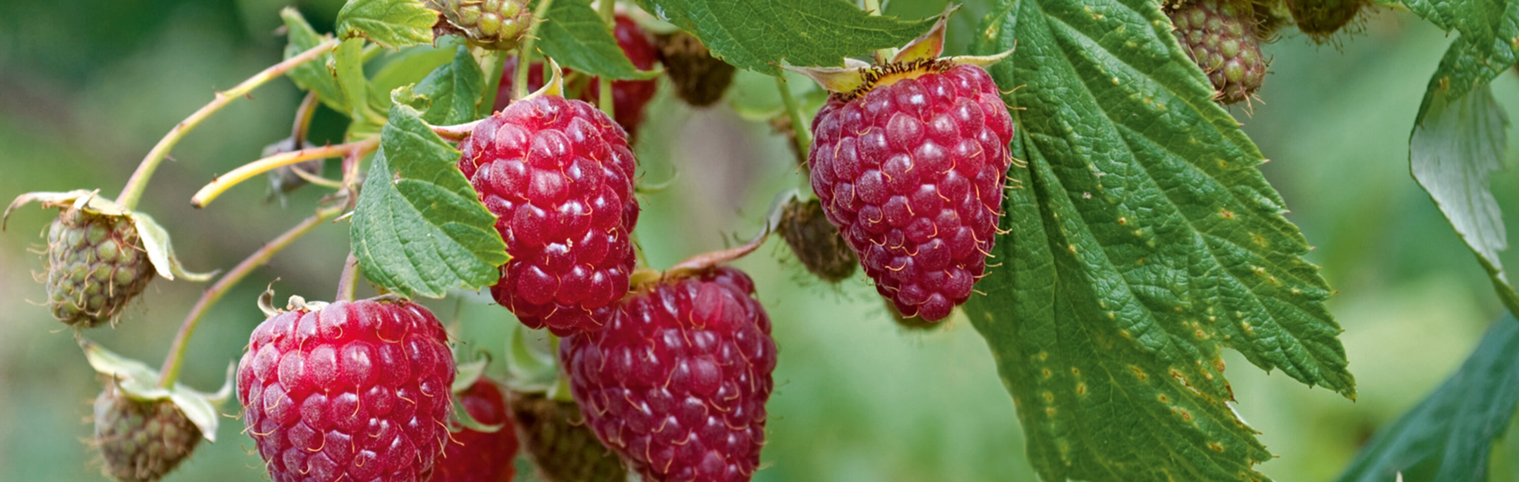 Beerensträucher pflanzen Manufactum Gartenjahr