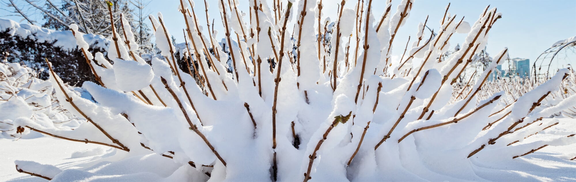 pflanzen frost schützen