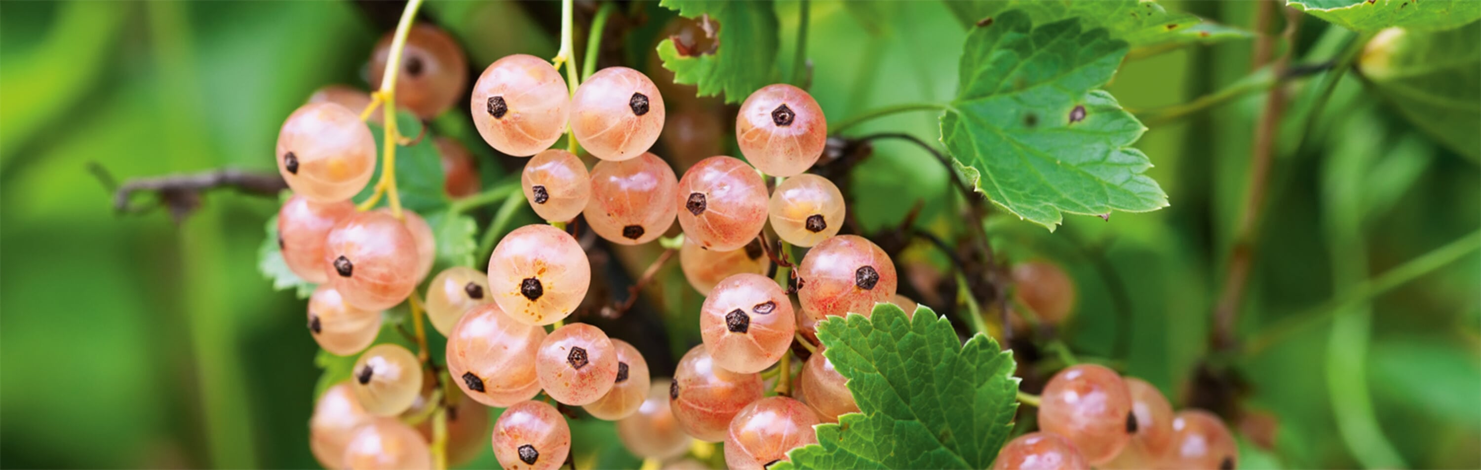 Blühende Beerensträucher feucht halten Manufactum Gartenjahr