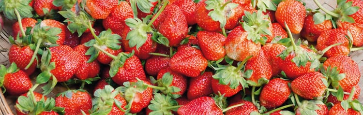 Oogst en verwerking van aardbeien