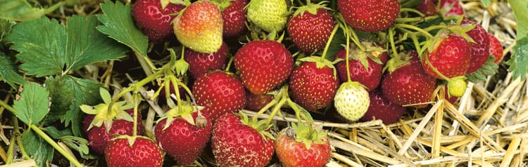 Erdbeeren zum Ende der Erntezeit düngen