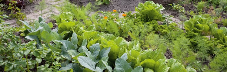 Gemüse in Mischkultur anbauen