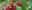 Herbsthimbeeren
