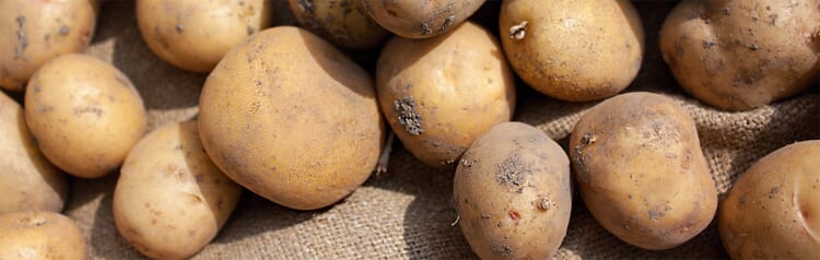 Kartoffeln ernten und einlagern
