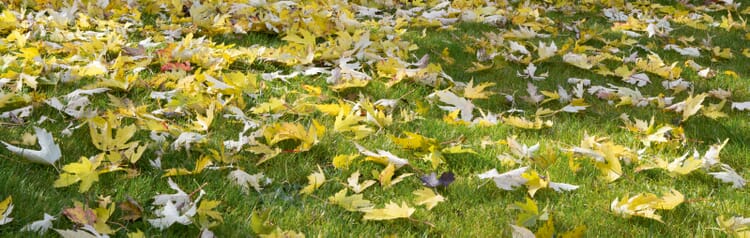 Verzamelen en composteren van bladeren