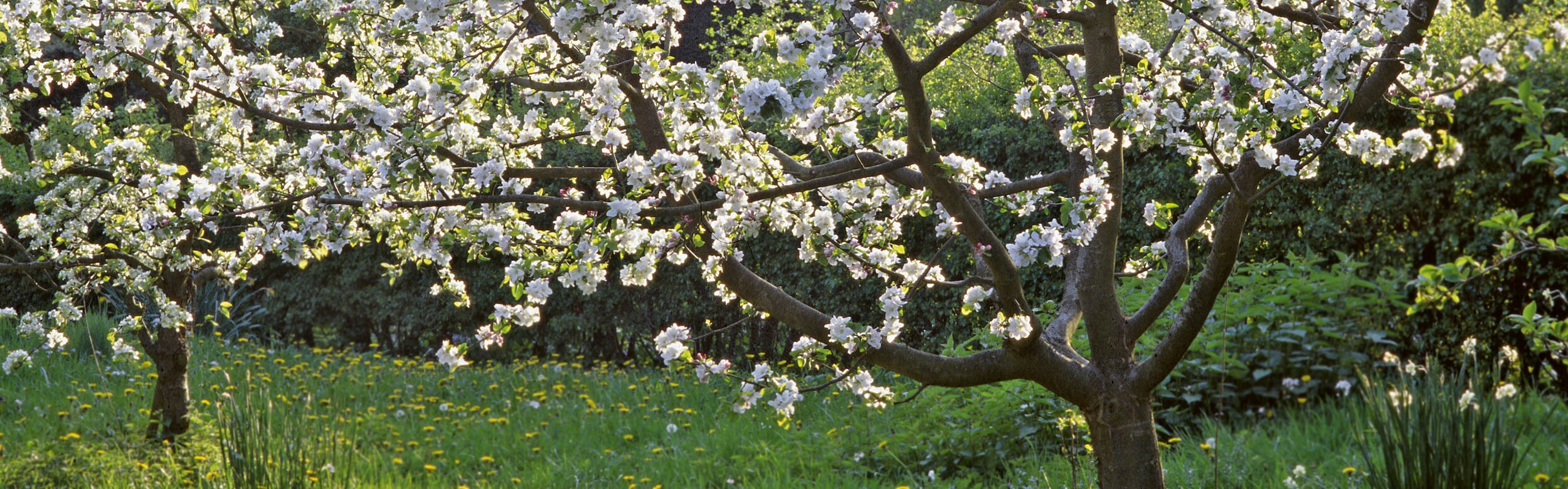Obstbäume düngen Manufactum Gartenjahr