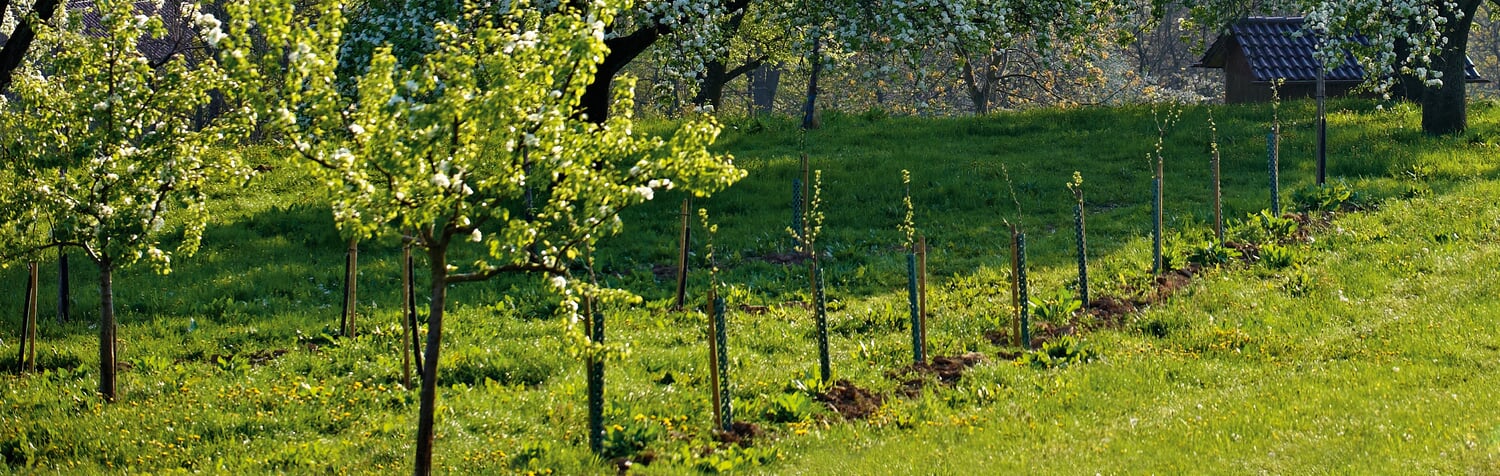 Wurzelnackte Obstbäume pflanzen Manufactum Gartenjahr