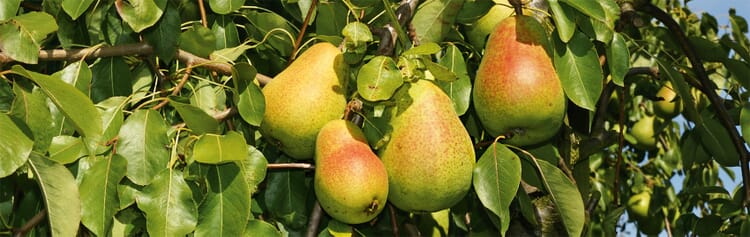Fruitbomen en bessenstruiken op ziekten controleren