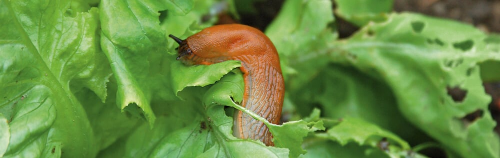 42+ Dahlien Vor Schnecken Schützen, Besonders nach einem regen ist
