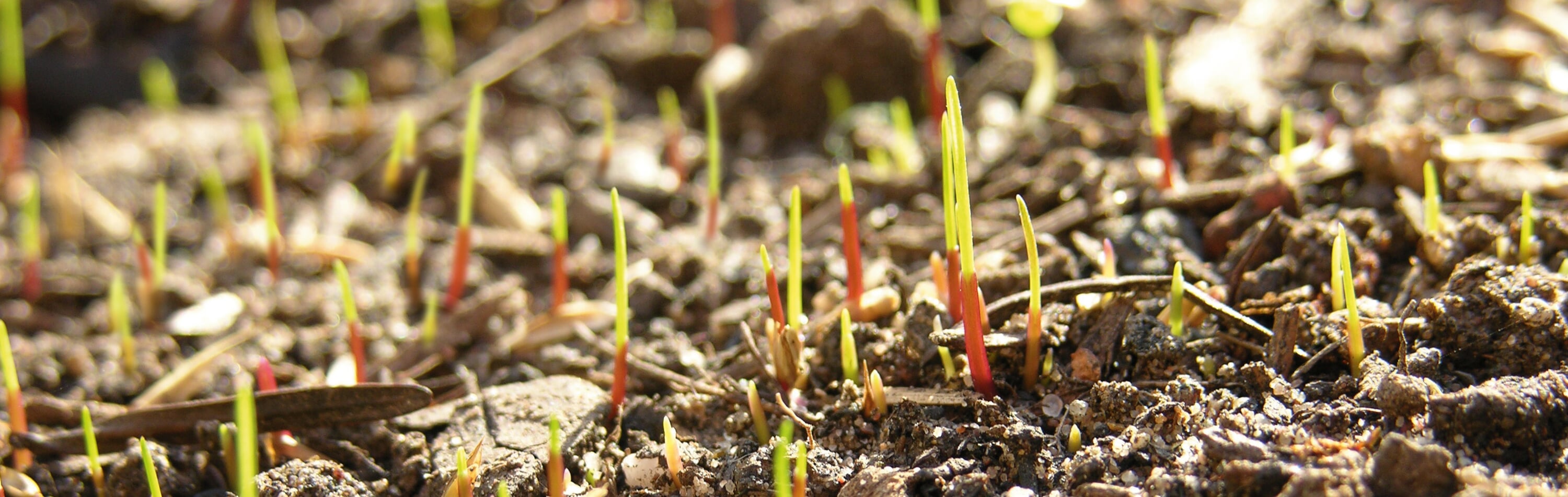 Rasen aussäen & auf den Winter vorbereiten Manufactum Gartenjahr