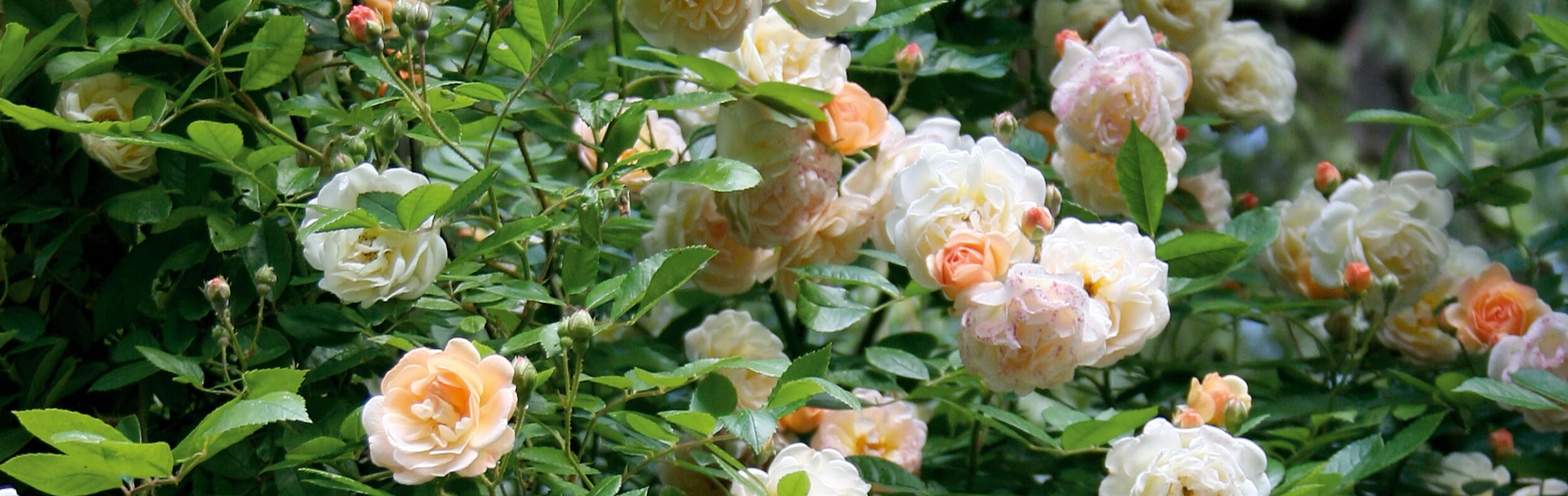 Nach der Hauptblüte Rosen düngen Manufactum Gartenjahr
